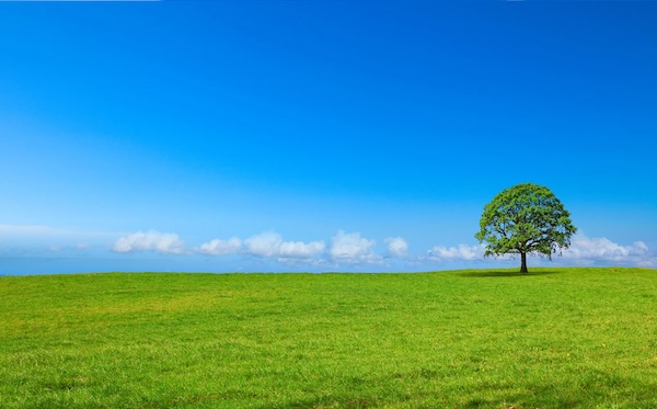Wiese mit Baum